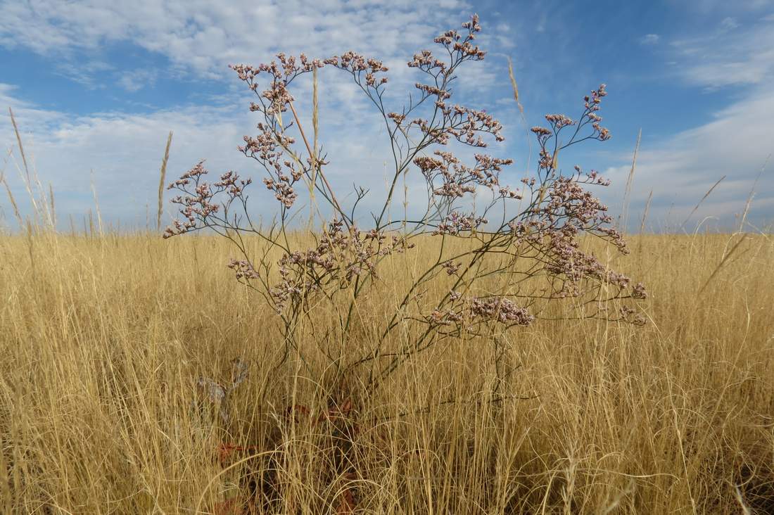 Image of Limonium bungei specimen.