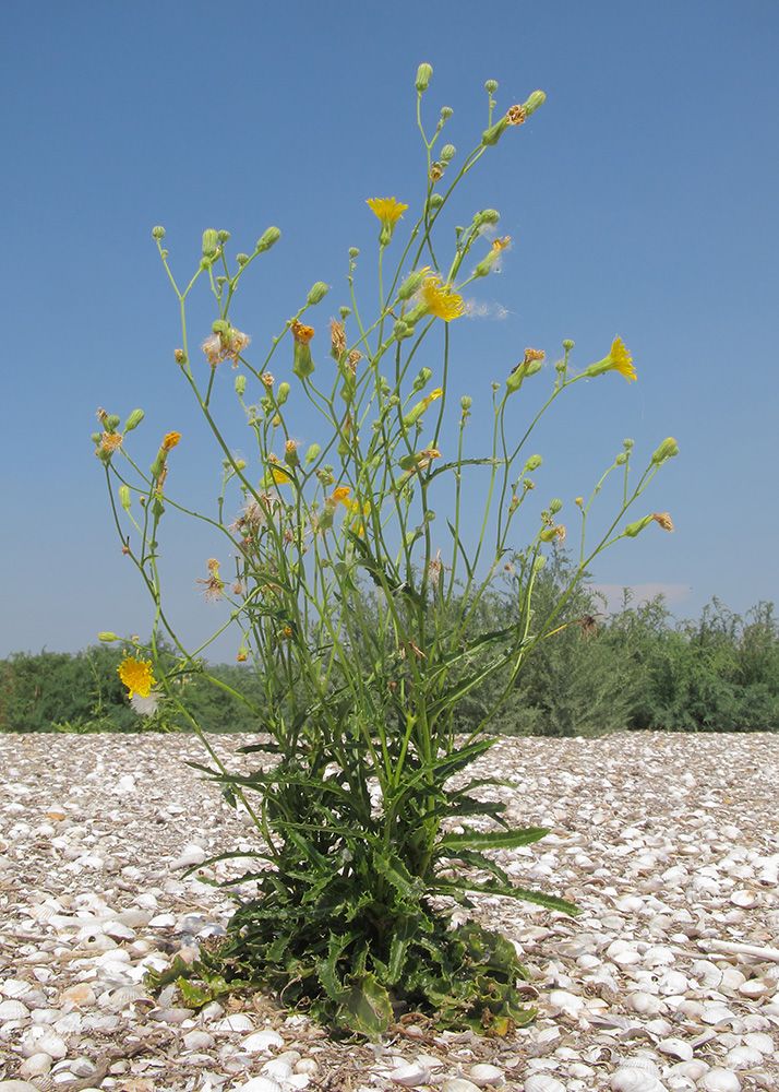 Изображение особи Sonchus arvensis.