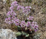 Goniolimon speciosum