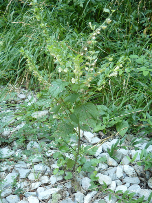 Image of Scutellaria albida specimen.