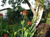 Monarda didyma