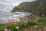 Armeria maritima. Цветущие растения.