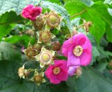 Rubus odoratus