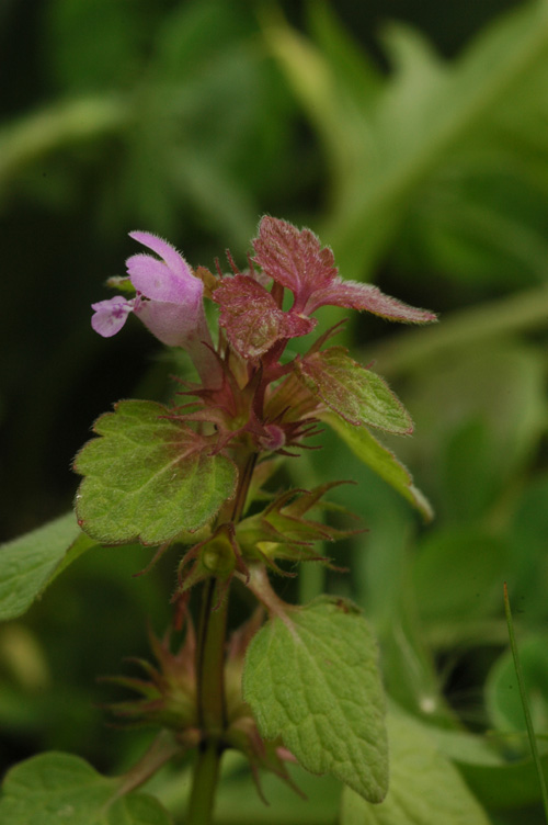 Изображение особи Lamium purpureum.