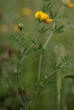 Lotus corniculatus