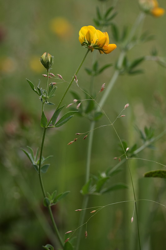 Изображение особи Lotus corniculatus.