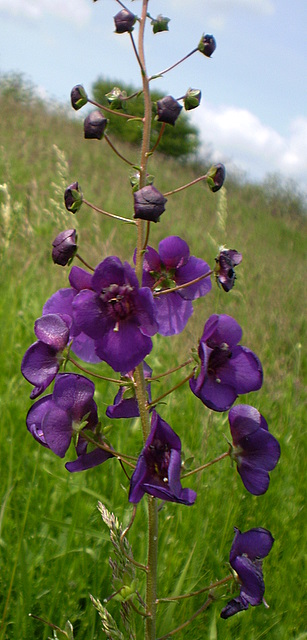 Image of Verbascum phoeniceum specimen.