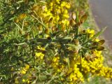 Ulex europaea. Побег с бутонами. Великобритания, Шотландия, Эдинбург, Holyrood Park. 2 апреля 2008 г.