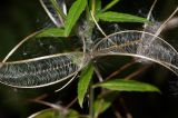 Epilobium adenocaulon. Зрелые раскрывшиеся плоды. Московская обл., Раменский р-н, окрестности д. Хрипань, дачный участок. 02.09.2009.