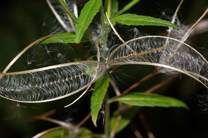 Image of Epilobium adenocaulon specimen.