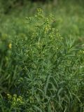 Euphorbia semivillosa. Верхушка плодоносящего растения. Белгородская обл., окр. пос. Борисовка, Острасьев Яр, остепнённый луг на опушке байрачной дубравы. 30.06.2009.