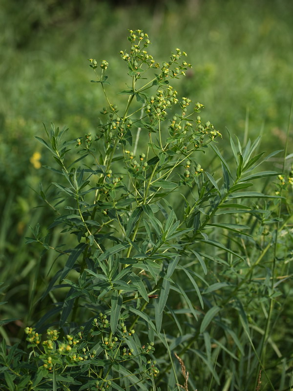 Image of Euphorbia semivillosa specimen.