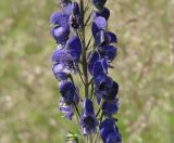 Aconitum baicalense. Часть соцветия. Иркутская обл., Иркутский р-н, окр. пос. Большая Речка, р. Ангара. 28.07.2014.