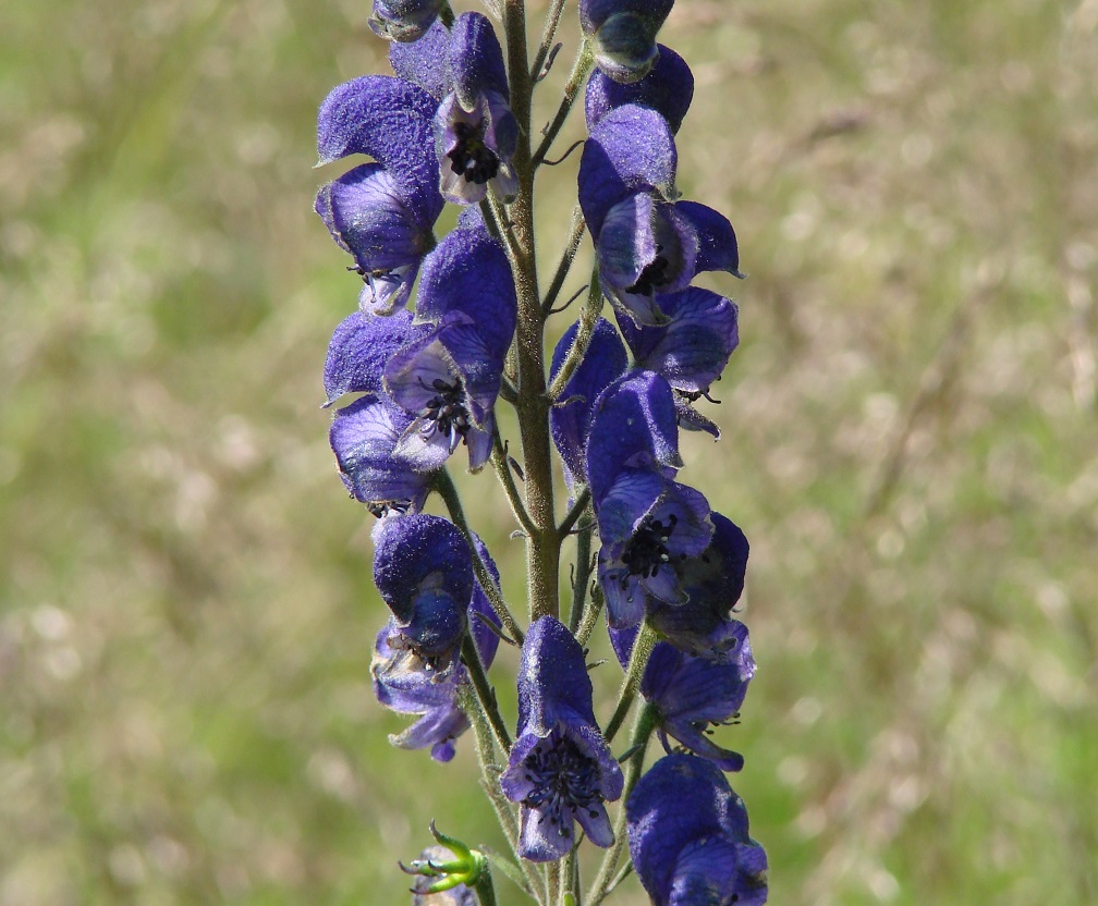 Изображение особи Aconitum baicalense.