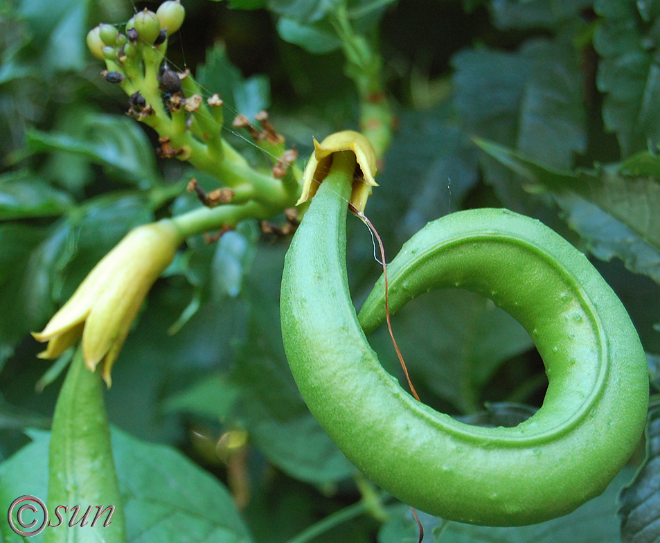 Изображение особи Campsis radicans.