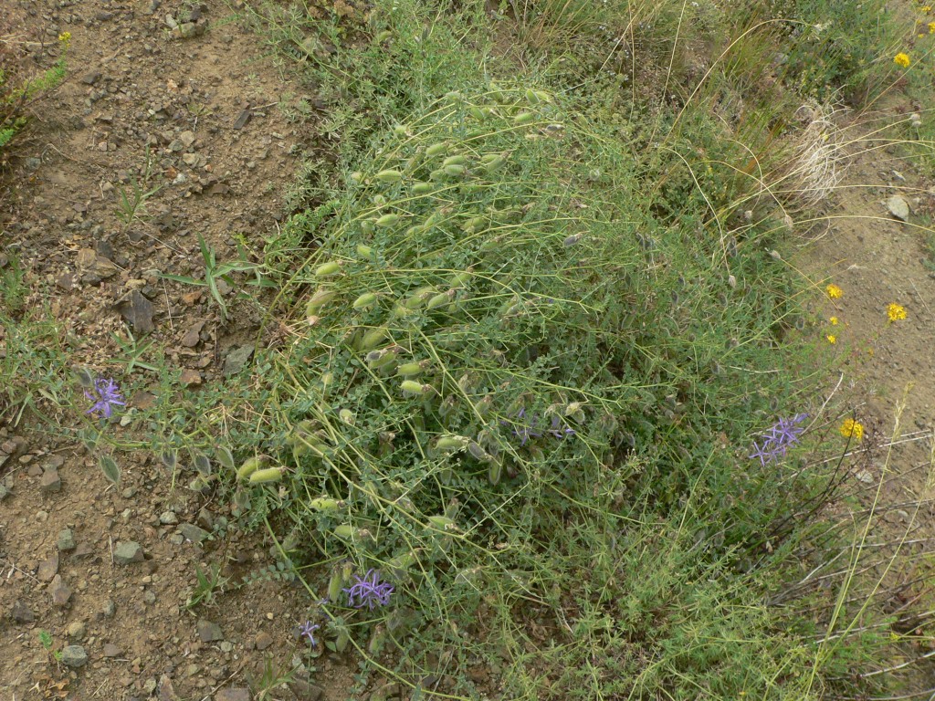 Image of Cicer anatolicum specimen.