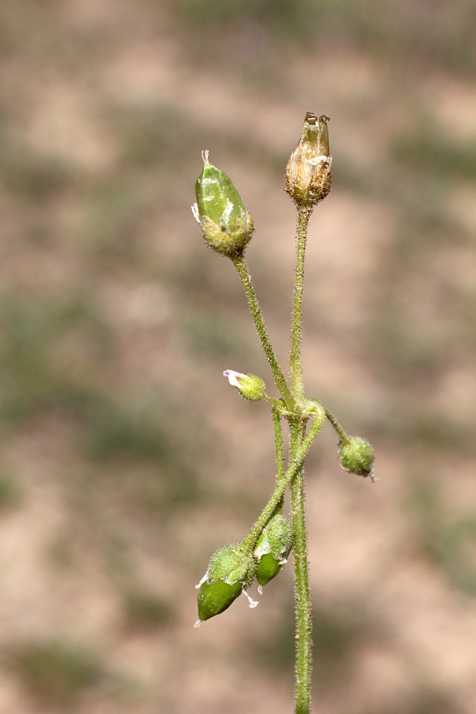 Image of Holosteum glutinosum specimen.