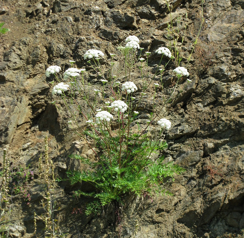 Изображение особи Kitagawia baicalensis.