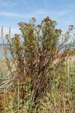 Tanacetum vulgare