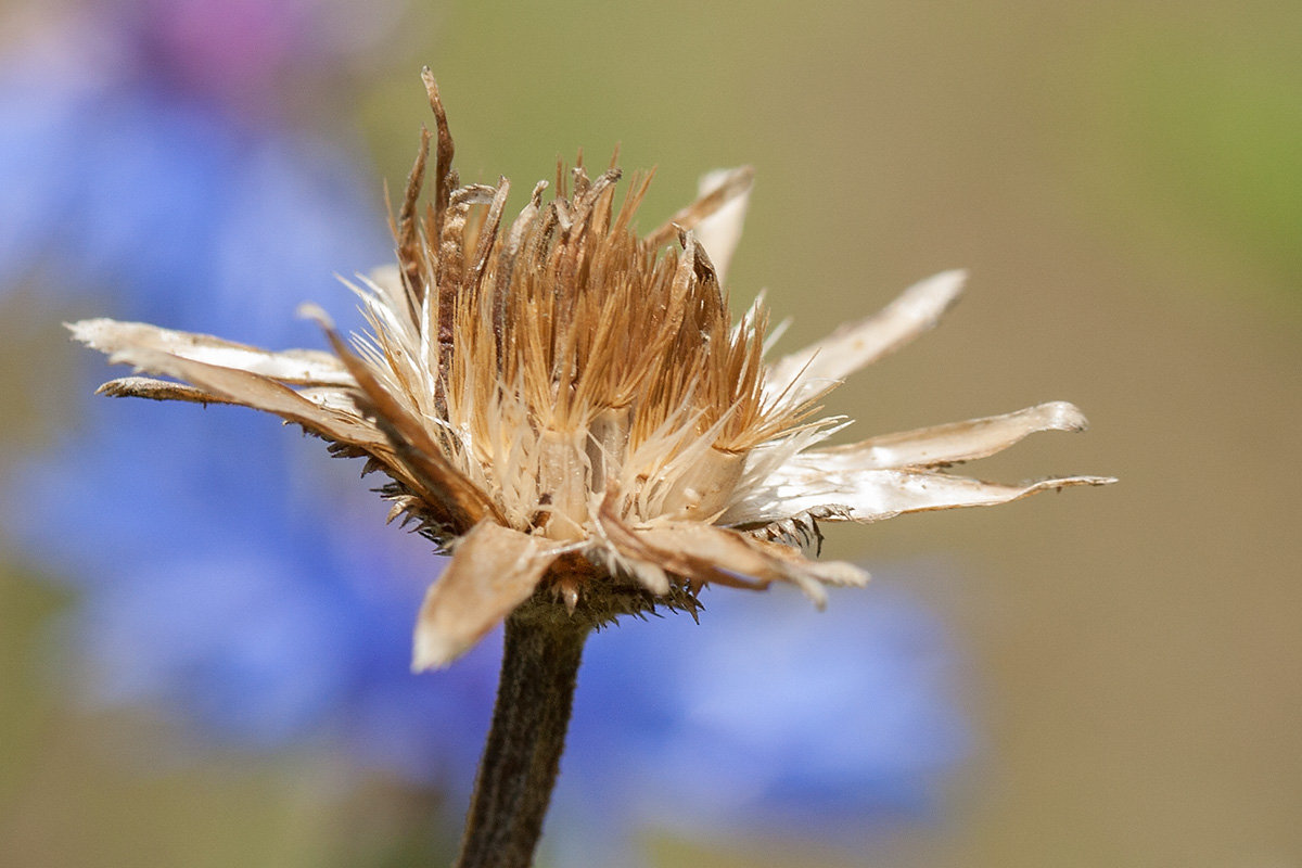 Изображение особи Centaurea cyanus.