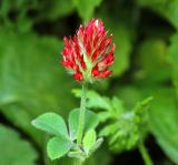 Trifolium incarnatum