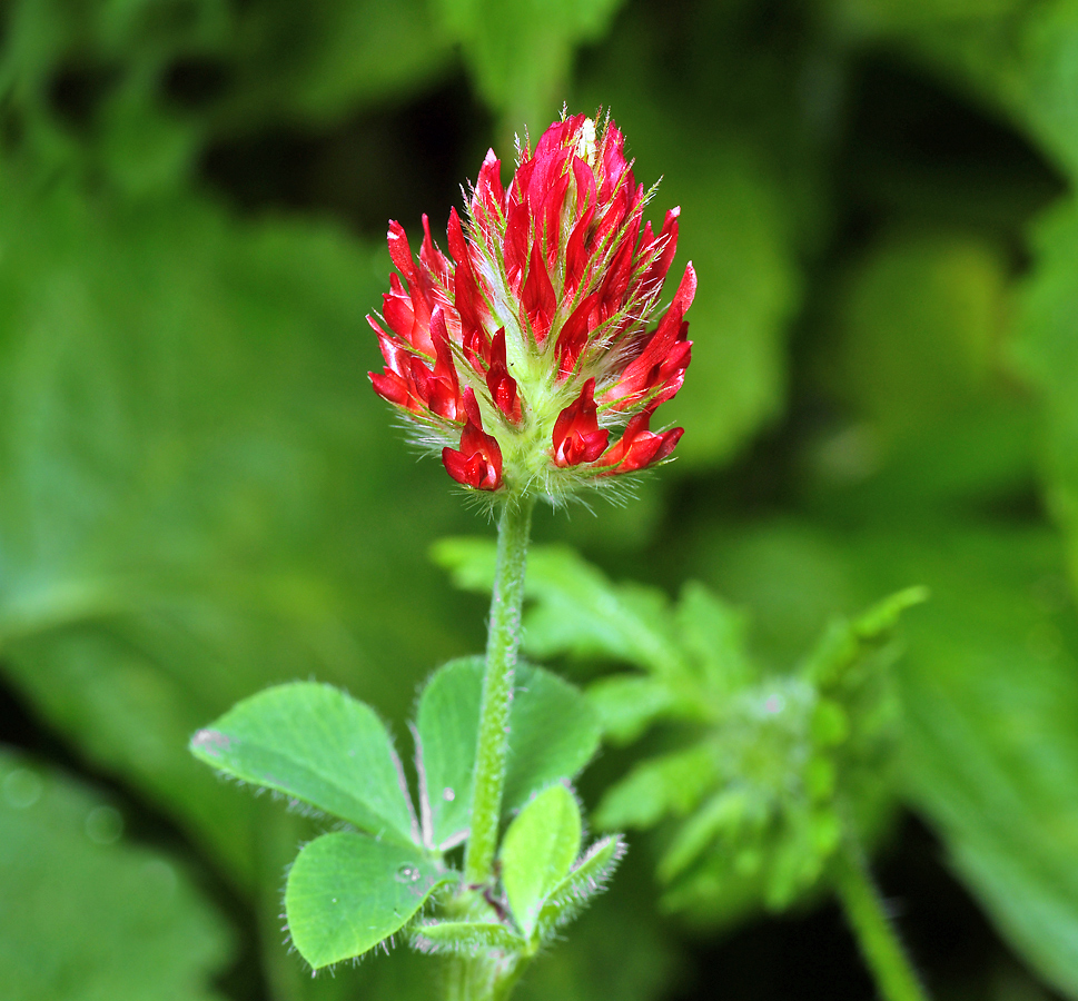 Изображение особи Trifolium incarnatum.