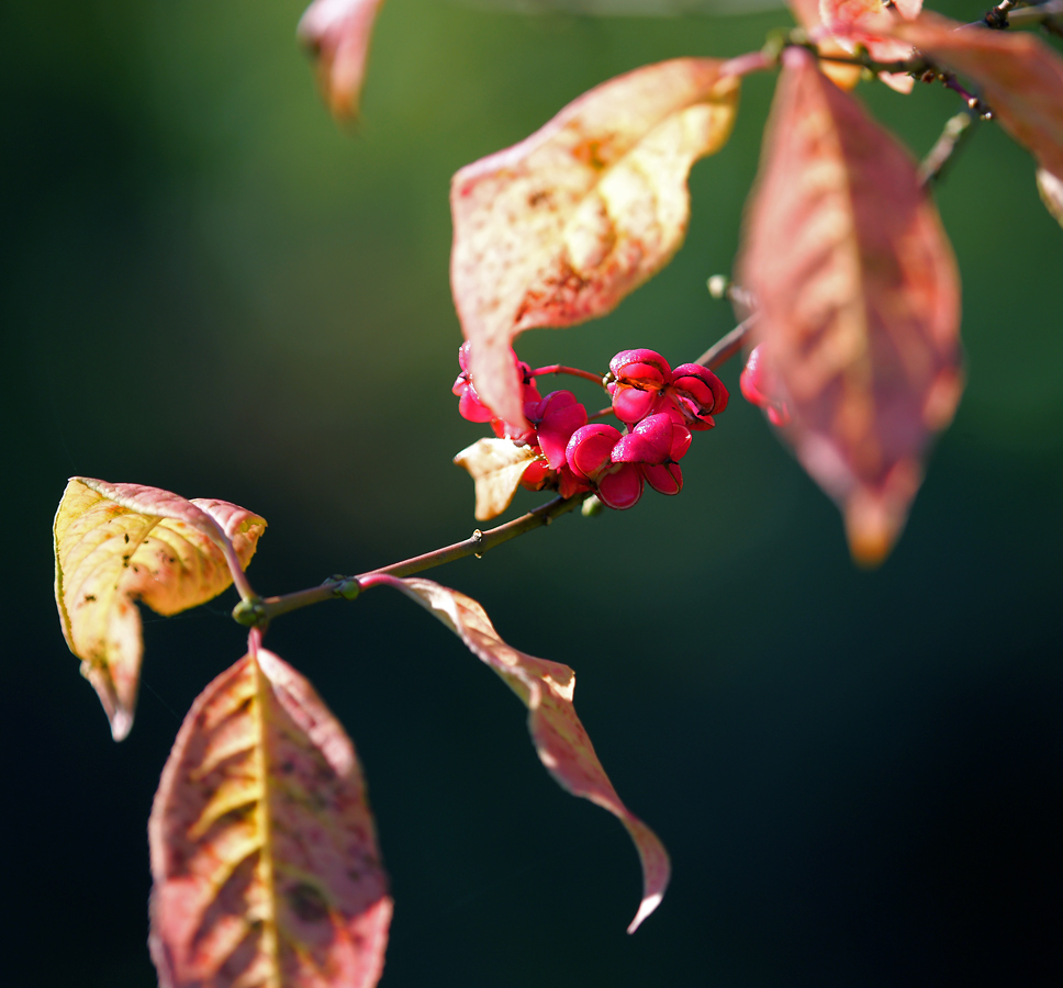 Изображение особи Euonymus europaeus.