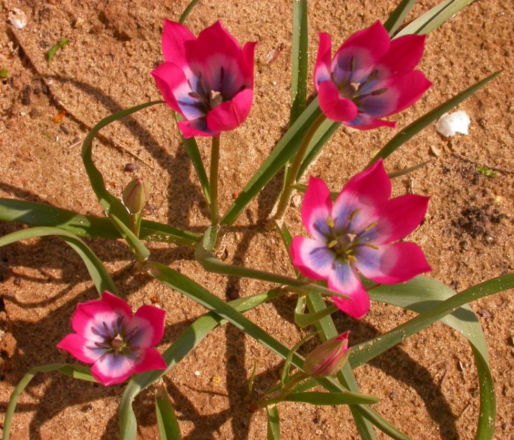 Изображение особи Tulipa humilis.