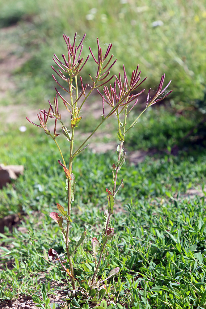 Image of Barbarea arcuata specimen.