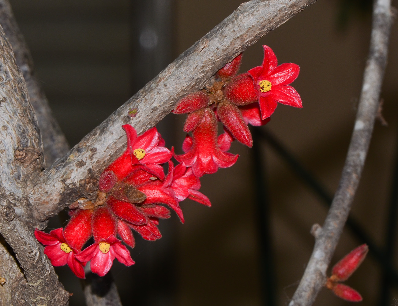 Изображение особи Brachychiton bidwillii.