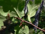 Crataegus chlorocarpa