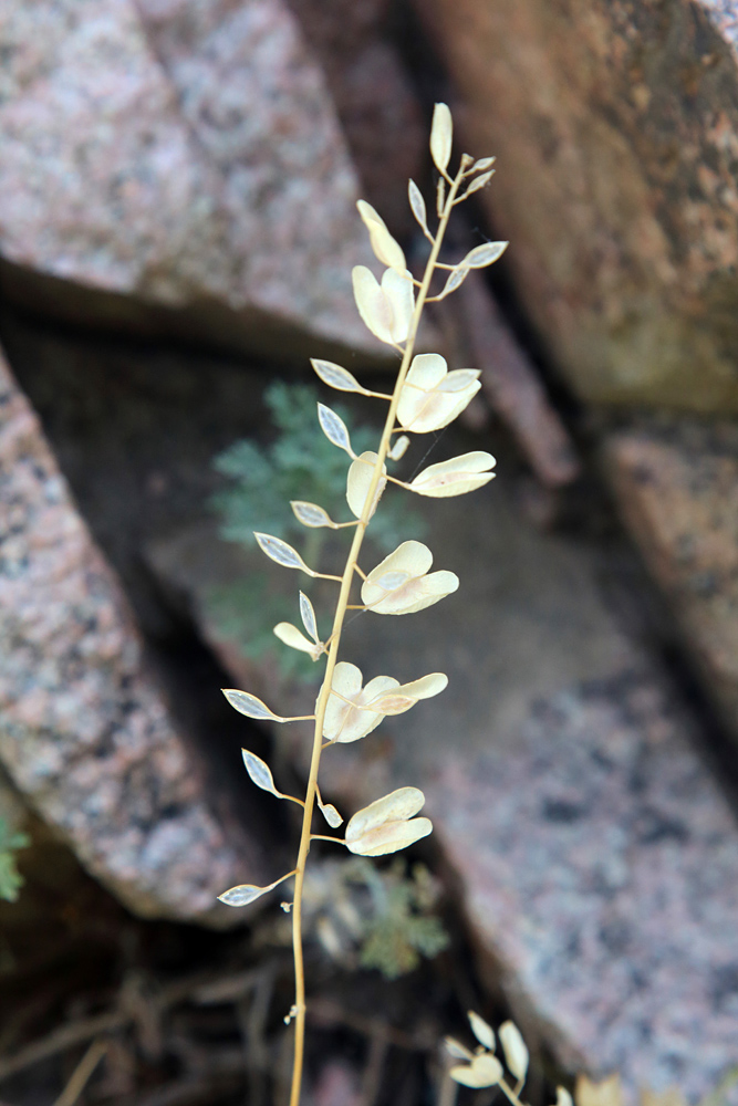 Image of Neurotropis kotschyana specimen.