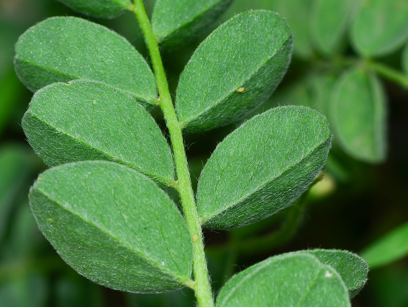 Image of Astragalus macrocarpus specimen.