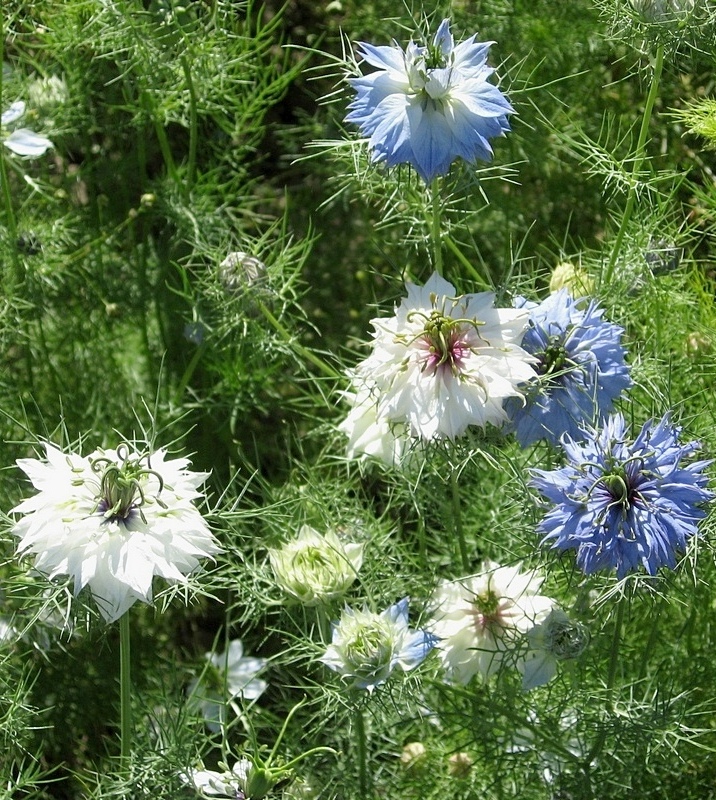 Изображение особи Nigella damascena.