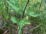 Urtica dioica. Нижняя часть побега. Свердловская обл., окр. г. Североуральск, подножие скал Грюнвальдта. 11.07.2014.