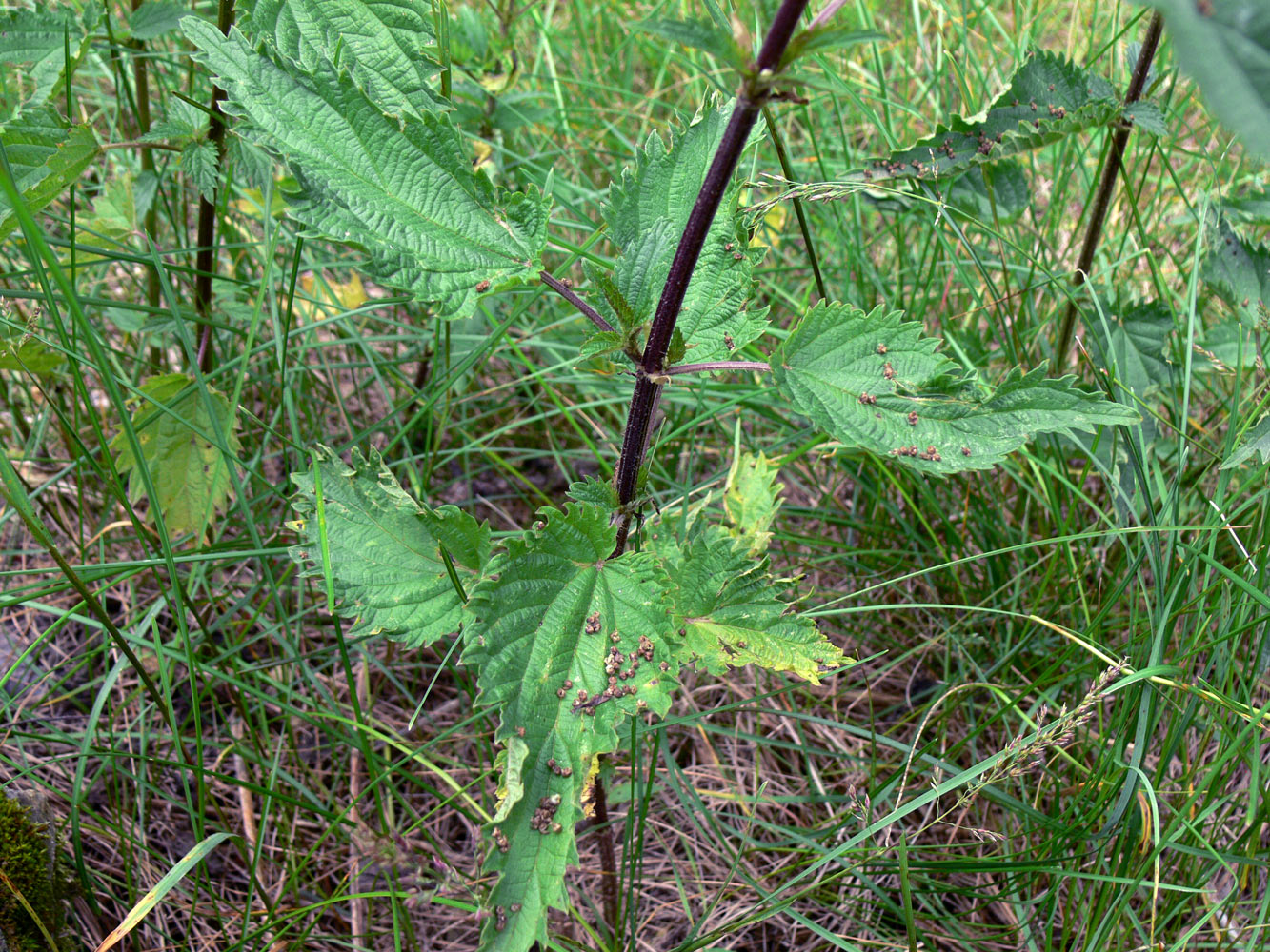 Изображение особи Urtica dioica.