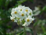 Solanum tuberosum