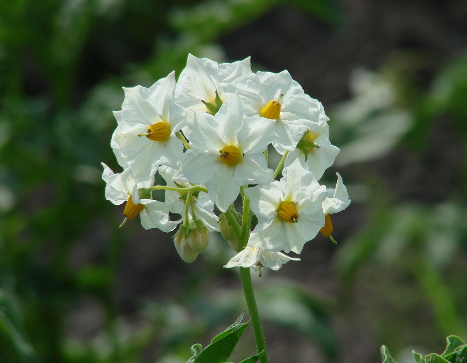 Изображение особи Solanum tuberosum.