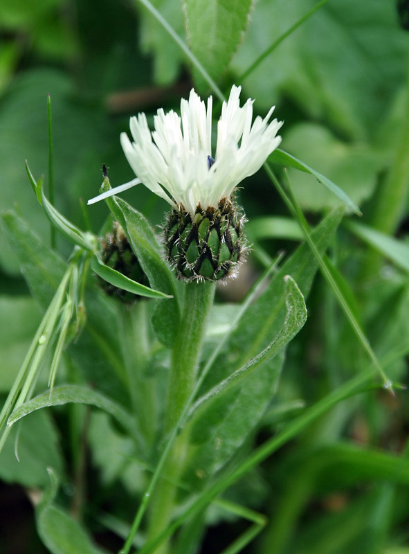 Изображение особи Centaurea cheiranthifolia.