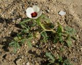 Hibiscus trionum