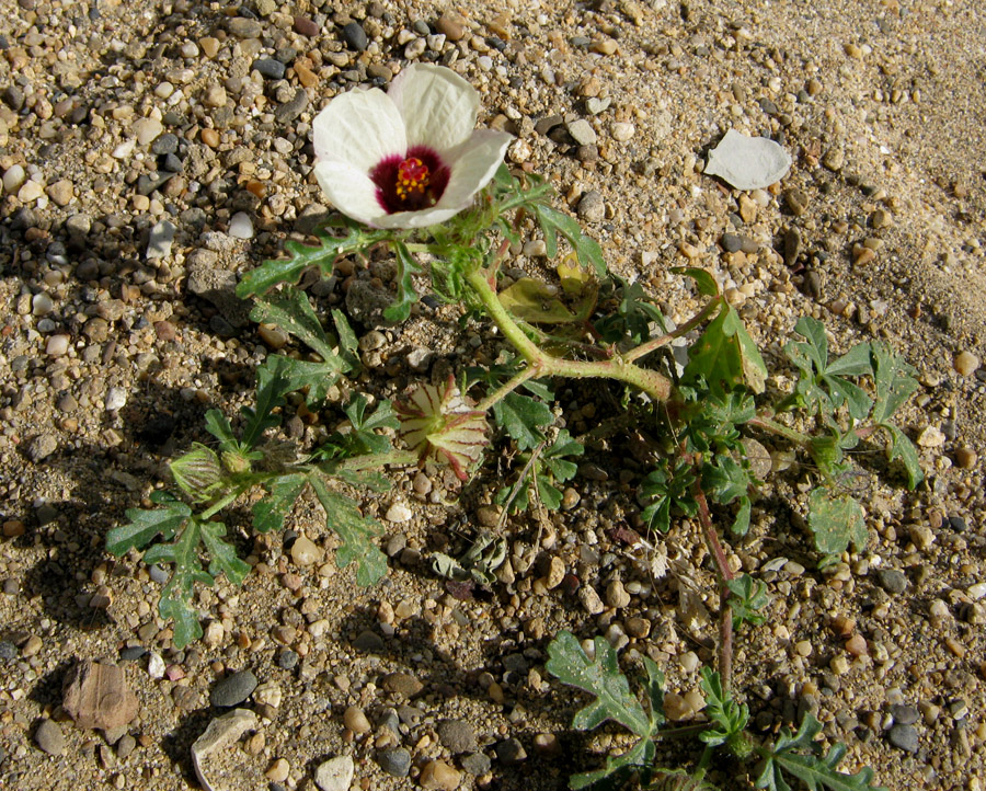 Изображение особи Hibiscus trionum.