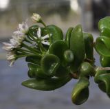 Crassula ovata