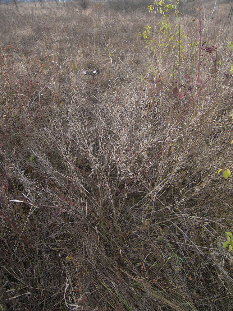 Image of Barbarea vulgaris specimen.