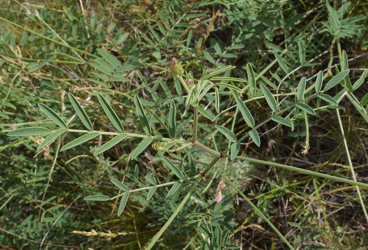 Image of Onobrychis arenaria specimen.