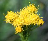 Galatella linosyris. Общее соцветие. Украина, Хмельницкая обл., г. Каменец-Подольский, склон к р. Смотрич. 25 августа 2008 г.
