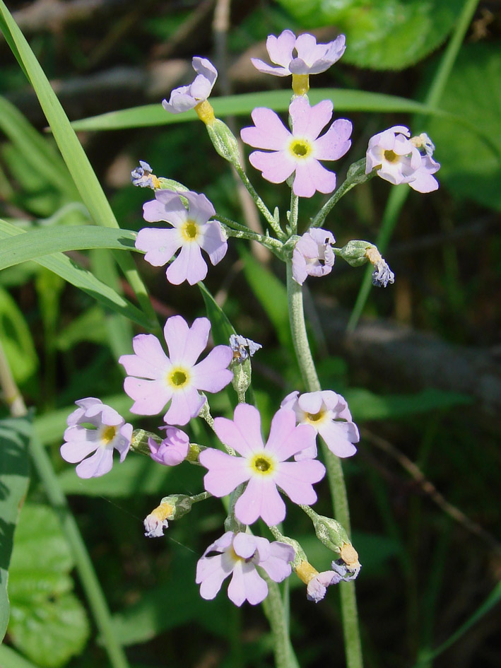 Изображение особи Primula farinosa.