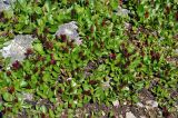 genus Salix