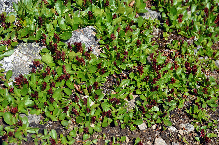 Image of genus Salix specimen.