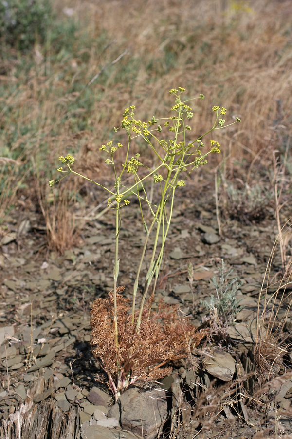 Изображение особи Ferula karataviensis.