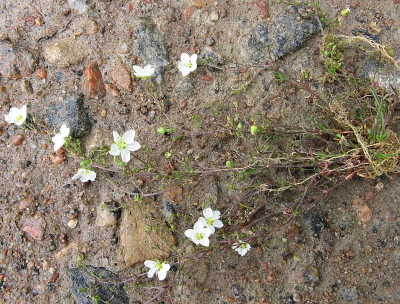 Image of Sagina nodosa specimen.